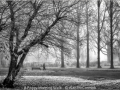 Alan-McCormick_A-Foggy-Morning-Walk_1