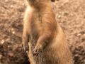 Malcolm-Wharton_Prairie-Dog_1