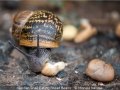 Monica-Vaness_Garden-Snail-Eating-Broad-Beans_1