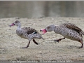 Sue-Vernon_Cape-Wigeon-Courtship_1