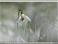 Sue-Vernon_Snowdrop-Galanthus-Nivalis_1