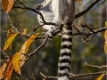 Monica-Vaness_Basking-Ring-Tailed-Lemur_1