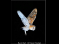 Trevor-Hunter_Barn-Owl_1