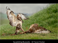 Trevor-Hunter_Squabbling-Buzzards_1