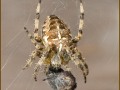 Garden-Spider