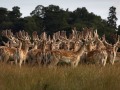 Spetchley-Deer