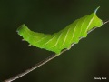 Tomatoe-Hornworm