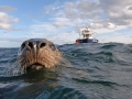 Farnes-Seal