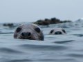 Nosey-Seals