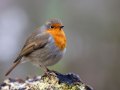 Woodland-Robin