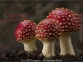 RebekahNash_TrioOfFlyAgaric