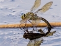 Novice_Andy-Crawford_Southern-Hawker-Laying-Eggs_1_Selected