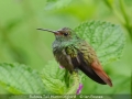 Novice_Ian-Bowes_Rufous-Tail-Hummingbird_1_Selected