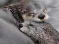 Novice_Julie-Bridgwater_Otters_1_Selected