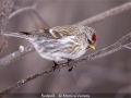 Novice_Monica-Vaness_Redpoll_1_Selected