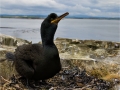 European Shag by Sue Davis