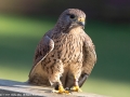 Female Kestrel with Tasty Morsel by Linda Allen