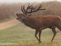 Red Stag Calling by Linda Allen