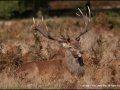 Resting Stag by Linda Allen