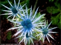 Sea Holly by Ruth Seadon