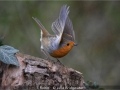 Julie-Bridgwater_1.-Robin_1