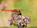 Julie-Bridgwater_2-Common-Darter_1