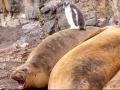 Malcolm-Wharton_Elephant-Seal-And-Gentu-Penguin-Chick-2_1