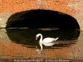 Malcolm-Wharton_Mute-Swan-And-Bridge-1_1