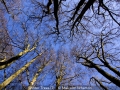 Malcolm-Wharton_Winter-Trees-2_1