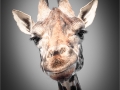 Monica-Vaness_Giraffe_1