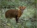 Monica-Vaness_Muntjac-In-The-Woods_1