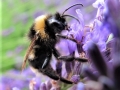 Steve-Williams_Bumble-Bee-Bombus-Terristis_1