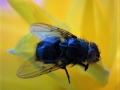 Steve-Williams_The-House-Fly-Musca-Domestica-Linnaeus_1