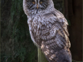 Sheila-Billingham_Great-Grey-Owl_1