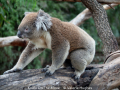 Valerie-Hughes_Koala-On-The-Move_1