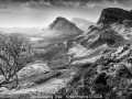 JanHarris_TheQuiraingTree