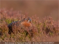 JulieHall_RedGrouseInHighlandHeather