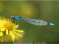 MikeChilds_CommonBlueDamselfly