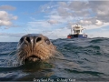 1_Open_Andy-Kent_Grey-Seal-Pup_1_Selected