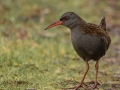 1_Open_Ele-Rea_Water-Rail_1_Selected