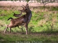 1_Open_Paul-Smith_Stag-Deer-Grazing_1_Selected