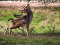 1_Open_Paul-Smith_Stag-Deer-Grazing_1_Selected
