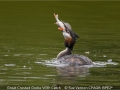 1_Open_Sue-Vernon_Great-Crested-Grebe-With-Catch_1_Selected