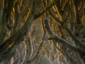 Open_0624_Nick-Veale_Walking-The-Dark-Hedges-At-Dawn
