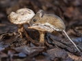 Open_0859_Jan-Godwin_Wild-Wood-Mouse-Investigating-Fungi