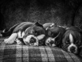 Open_2087_Ele-Rea_Let-Sleeping-Dogs-Lie