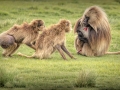 Open_3251_Jenny-Webster_Trouble-In-The-Gelada-Family