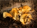 Open_4714_Ele-Rea_Hypholoma-Capnoides