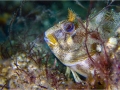 Open_5633_Andy-Kent_Tompot-Blenny