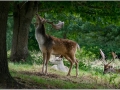Open_6438_Paul-Smith_Deer-In-A-Forest-Glade
